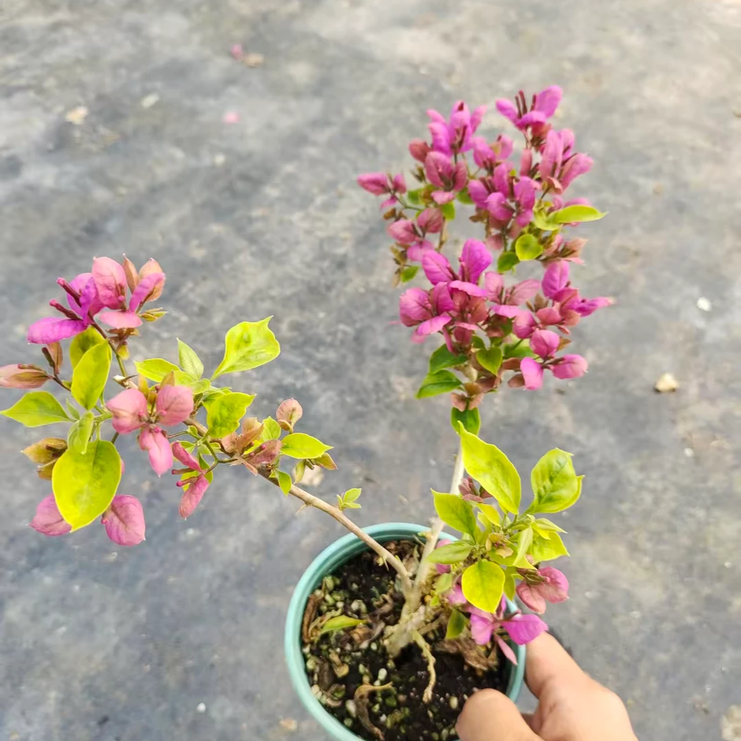 抹茶+红花哪吒+金探戈牙签三角梅苗
