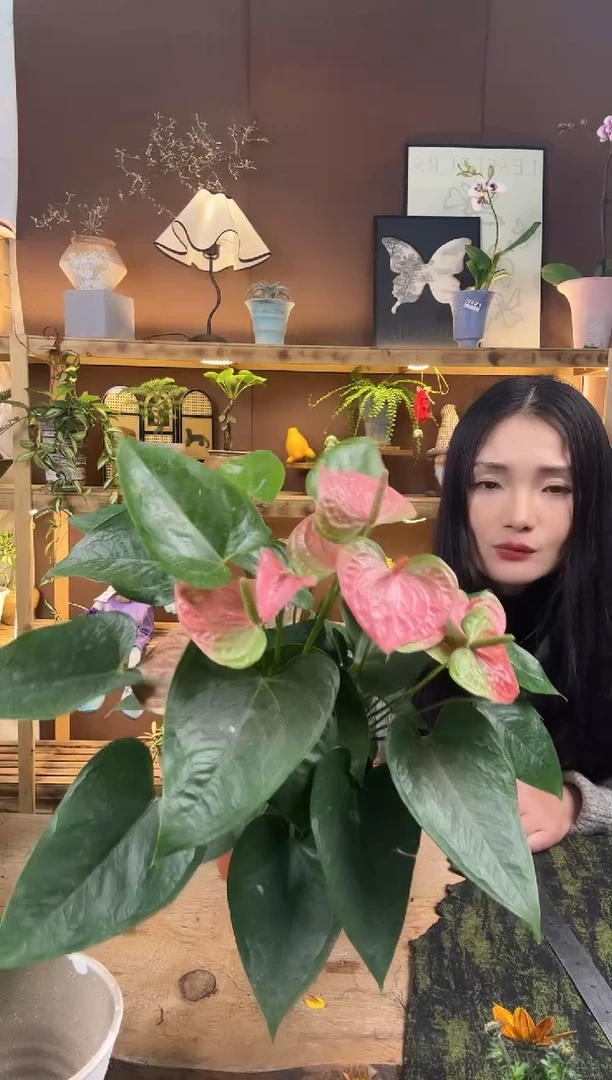 无花朵粉掌甜梦育苗盆327