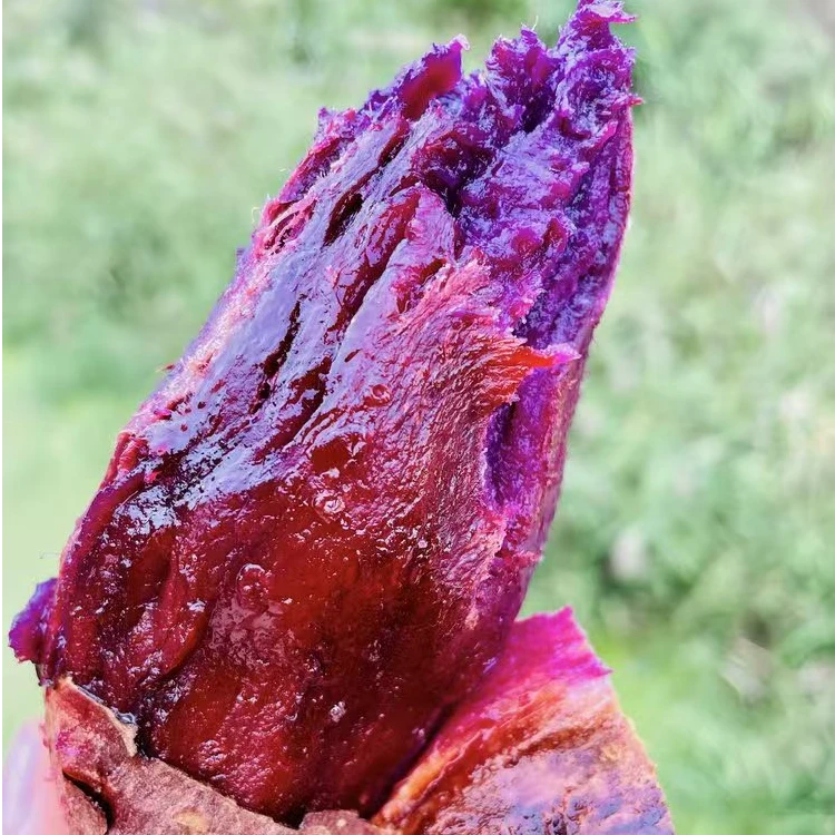 糖心紫薯沙地种植！细腻无筋糖心紫芋为烤而生的紫薯，烤后更香甜！