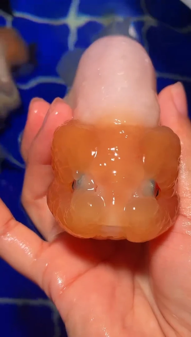 金鱼（运费自理，马印灯照射）福州追鱼兰寿金鱼