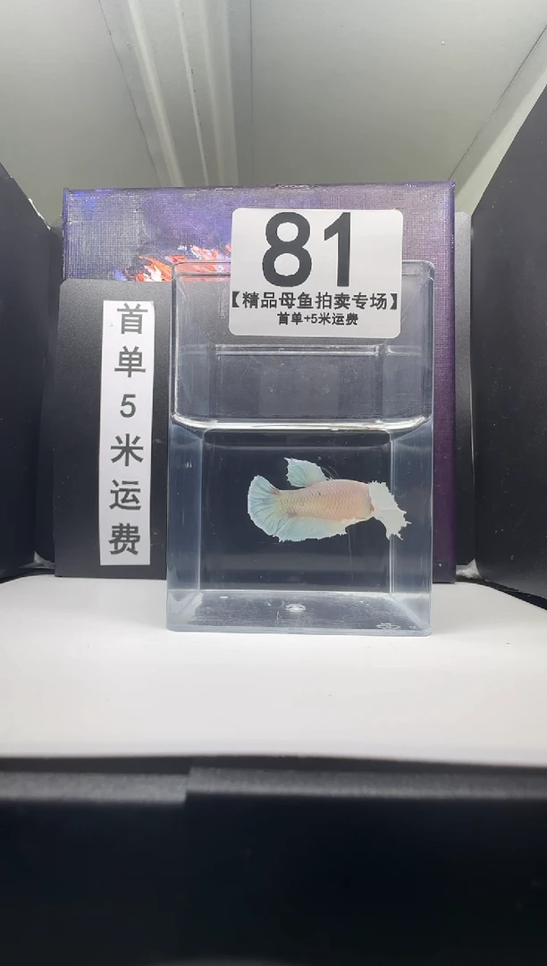 斗鱼母鱼编号：81