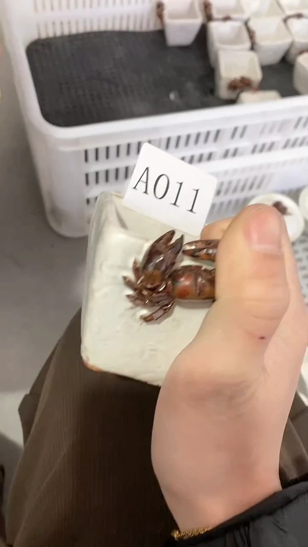 【闪购商品】瓷片陶瓷茶器福利47