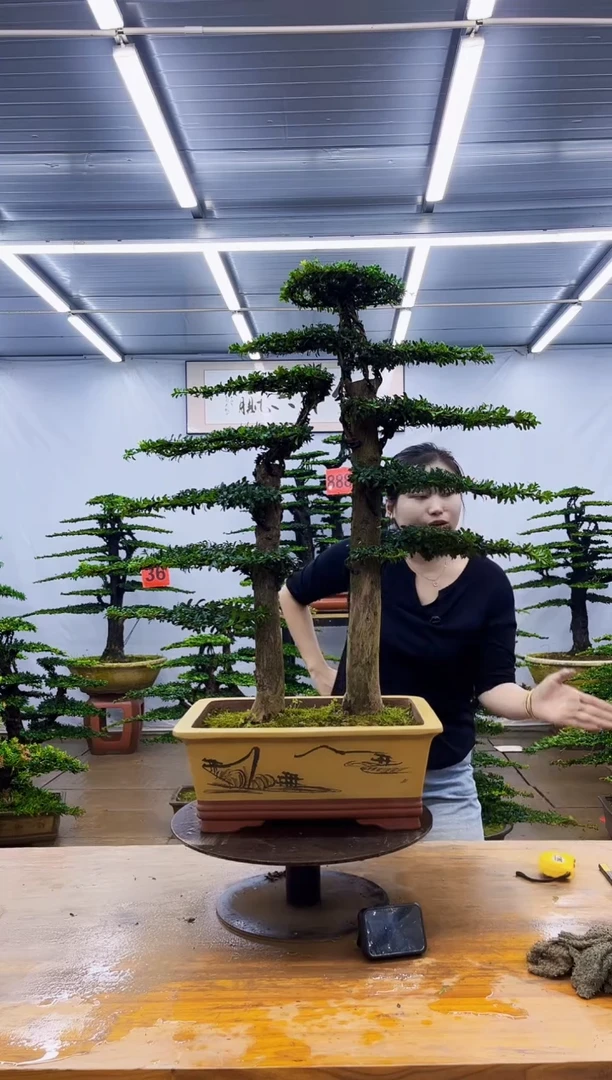 无花朵一物一拍，所见即所得