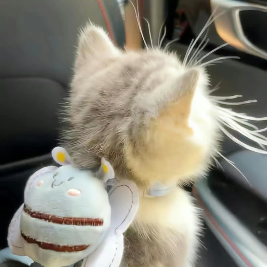 猫猫零食集合链接yhdg