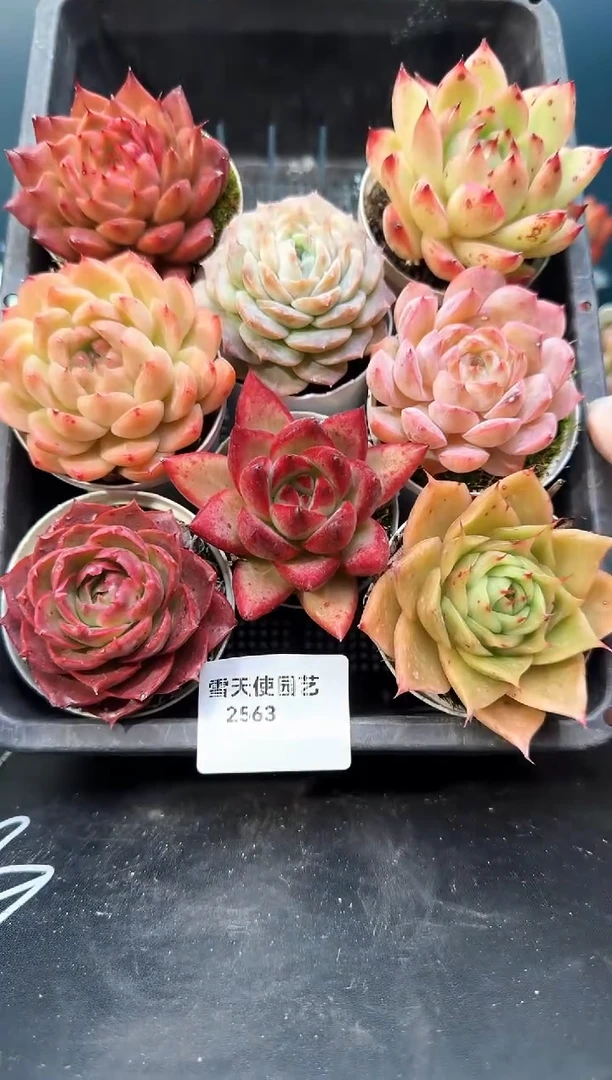 2  563 多肉 8  颗