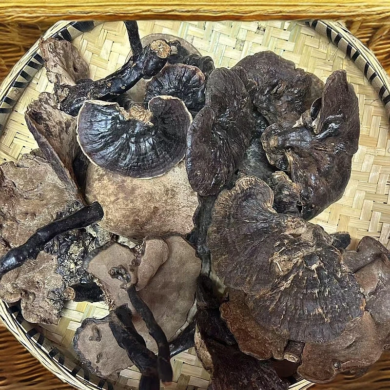 【源头山货】赤灵芝山野好物