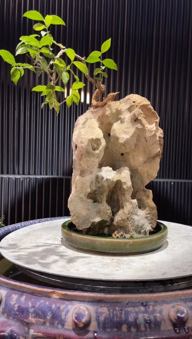 造型吴定石一物一拍专属