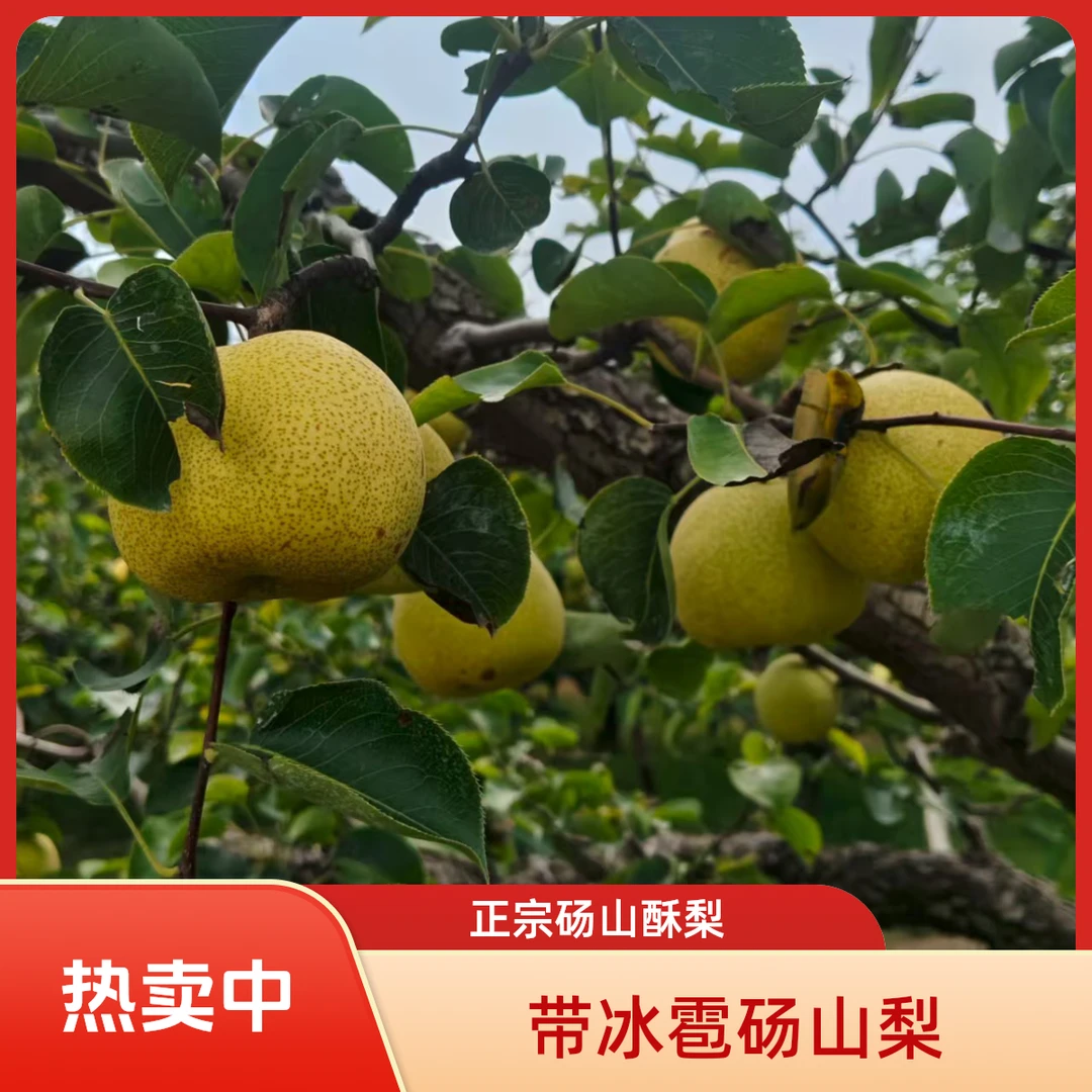 砀山酥梨新鲜应季水果口感香甜皮薄多汁梨子