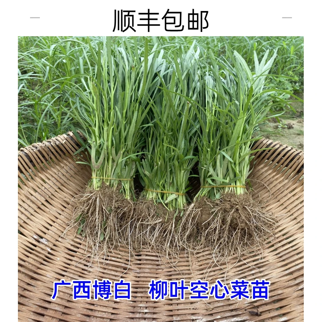 广西博白柳叶空心菜苗半青白细叶通菜种阳台盆栽易成活