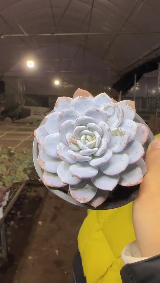 单头雪莲挑大的8CM  3.99