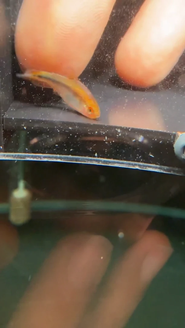 灯科鱼?****n彩虹f1一条