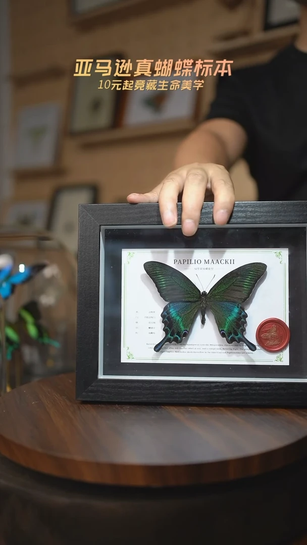 绿带翠凤蝶夏型8寸黑框国风版