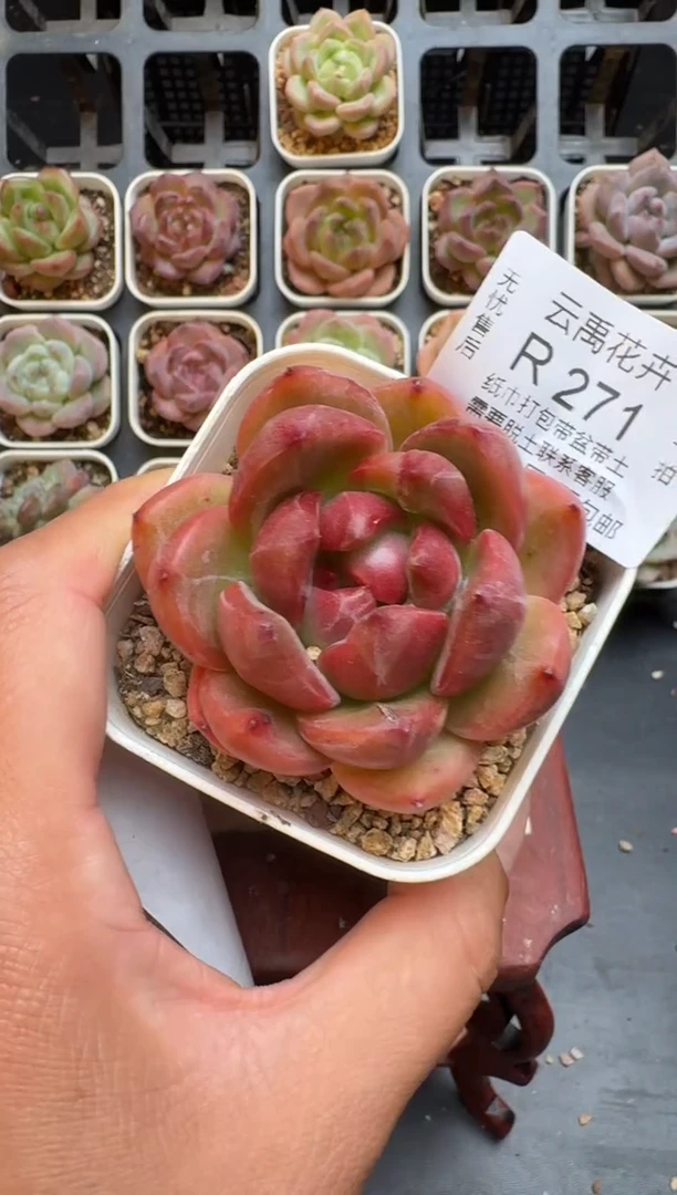 271R脱土发 当场拍3颗以上包柚 多肉植物 一物一拍