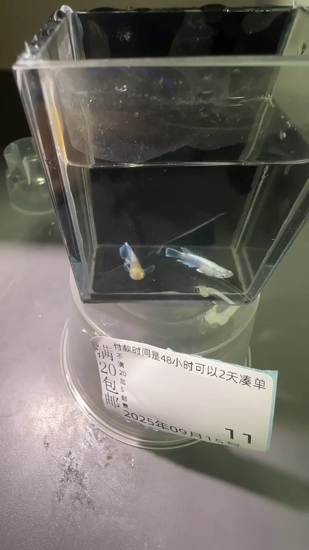青鳉鱼观背青鳉观背青鳉11