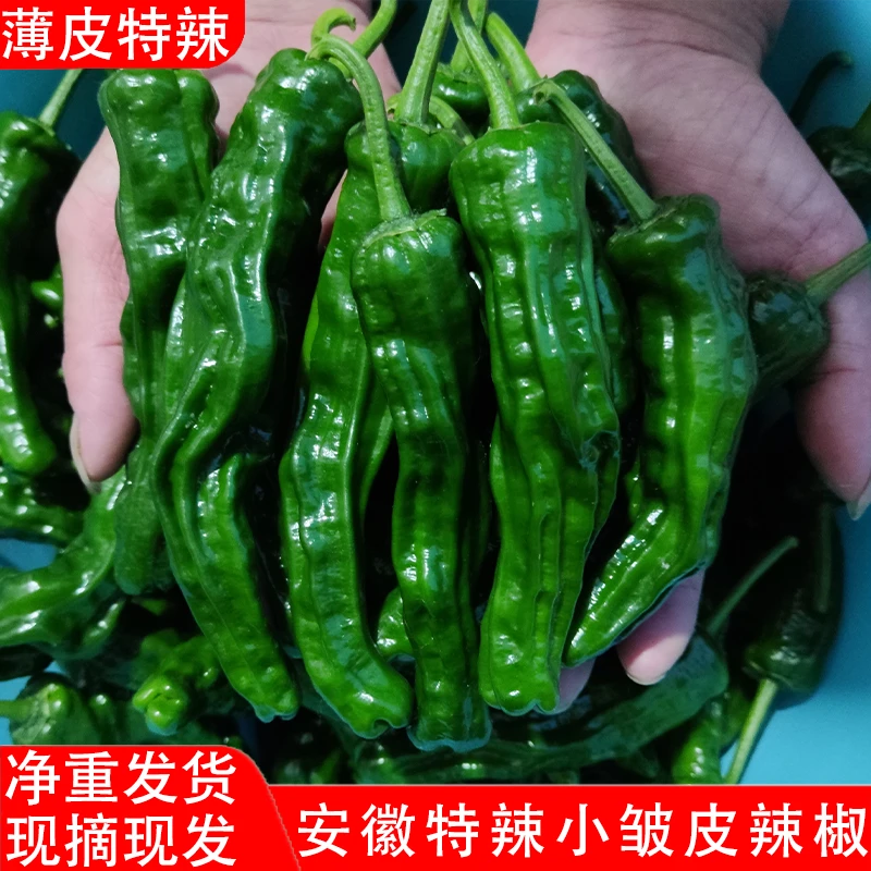 新鲜特辣特香薄皮小皱皮青椒农家自种应季蔬菜炒鸡炒肉现摘现发