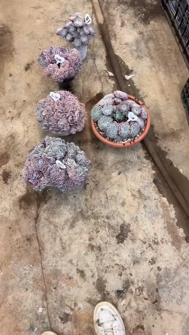 逗****?        A108号￥36