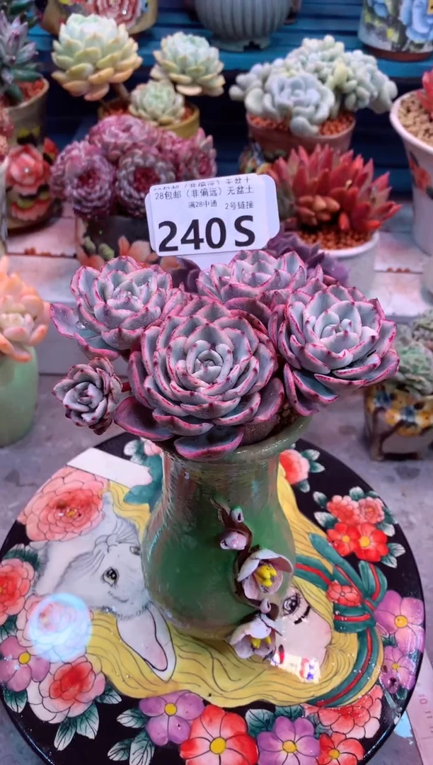 奶油黄桃锦群240S（一物一拍，精品多肉，所见即所得 ）