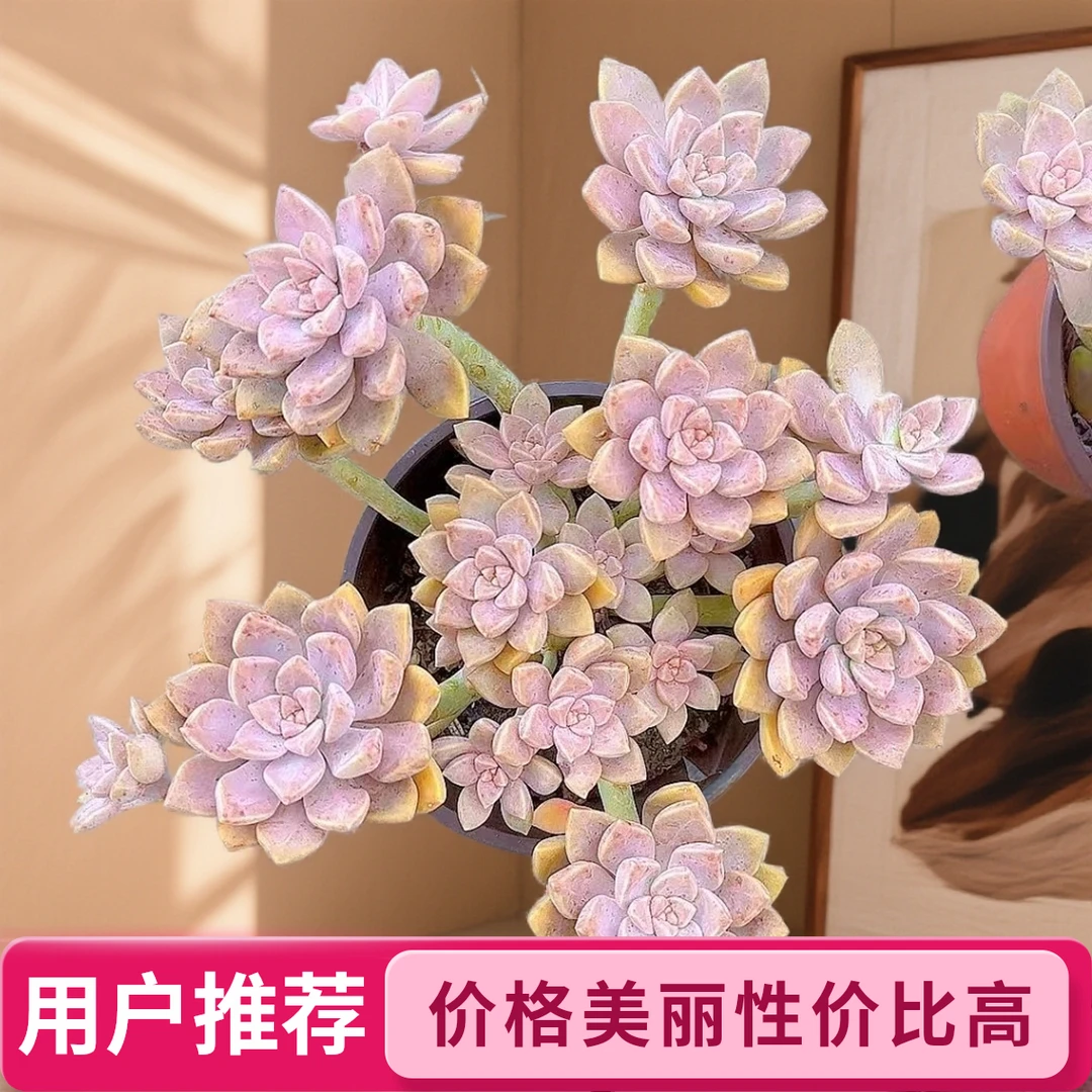 阿伦陪2颗脱土   小谢多肉植物庭院空气耐旱上盆种植固定