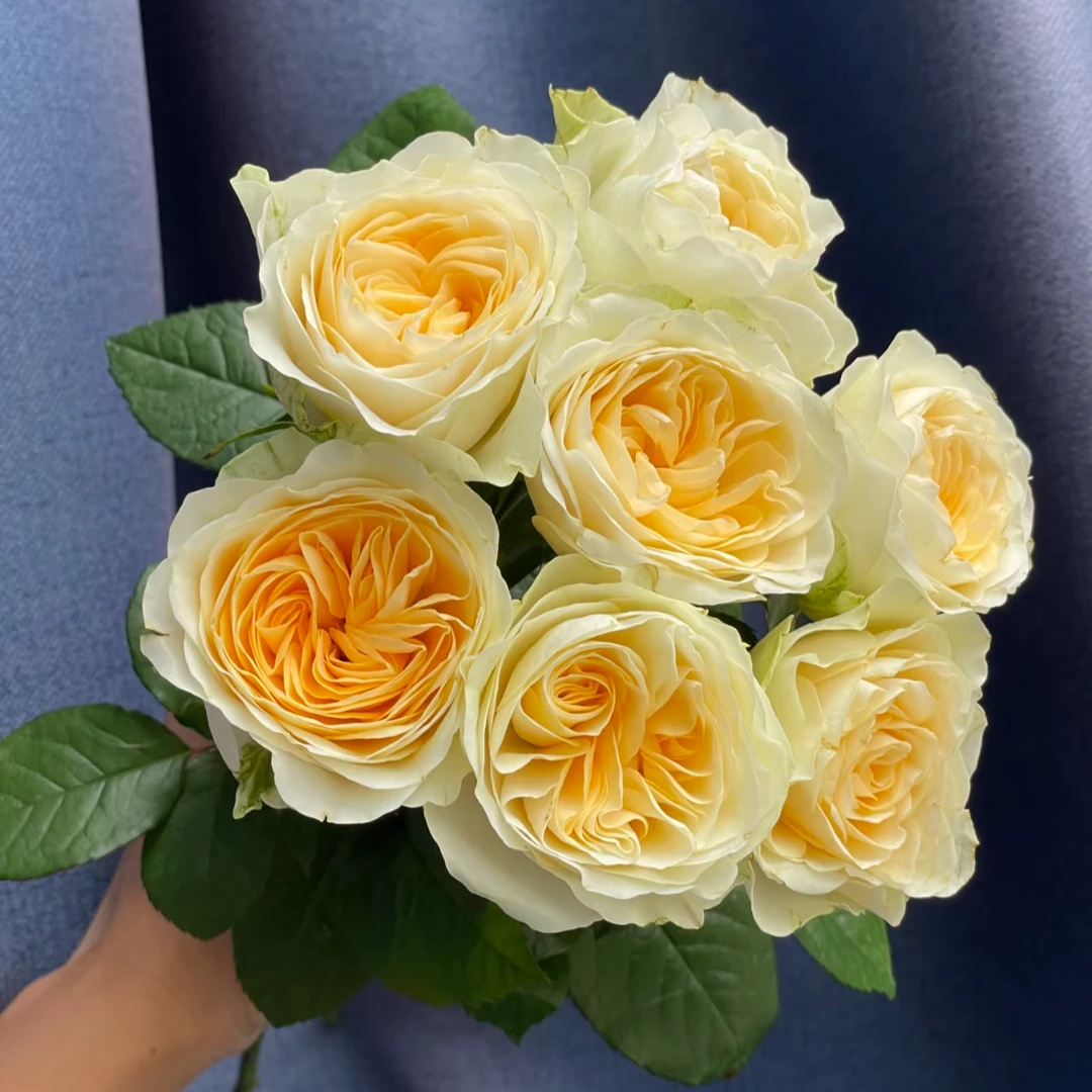 鲜花【奶油杯】同地址两单京东或顺丰送货上门+配草1扎