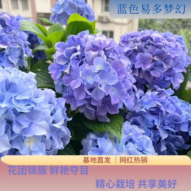 【易多梦幻】带花带花苞 蓝色绣球花 爆销热款 老桩 包邮 基地直发