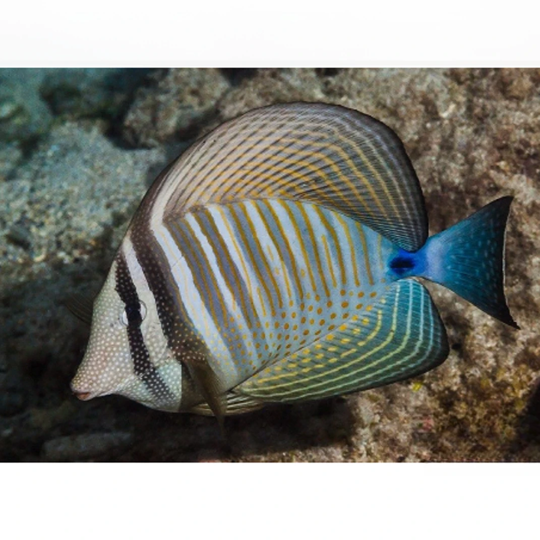 印尼珍珠大帆吊热带海水观赏鱼售后 需拍开箱视频（免包装费）