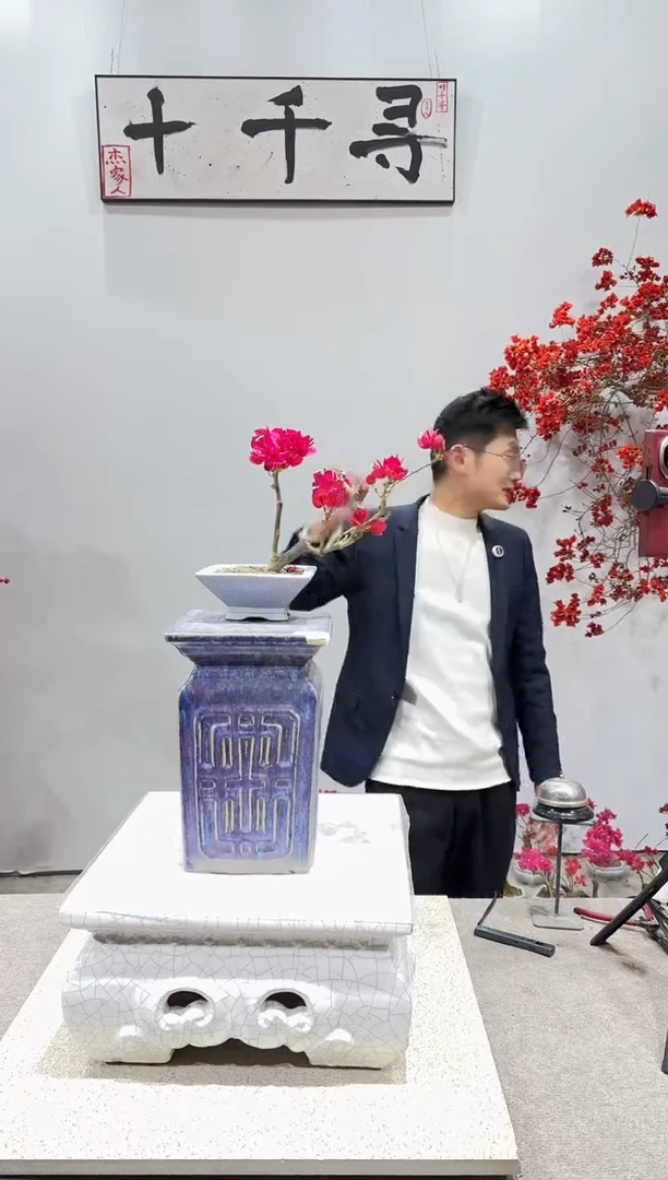 完全开放四季红三角梅