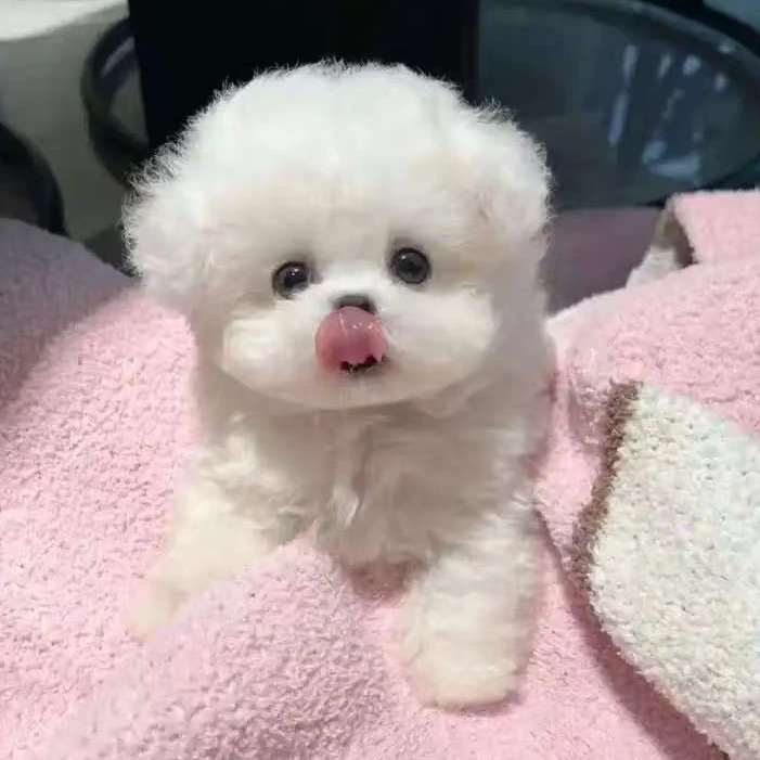 【盛世精品】博美茶杯犬