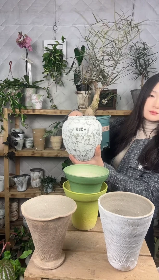 无花朵286植物加盆