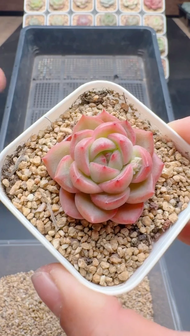 【闪购商品】054A多肉带盆土6.5杯当天拍3颗包柚