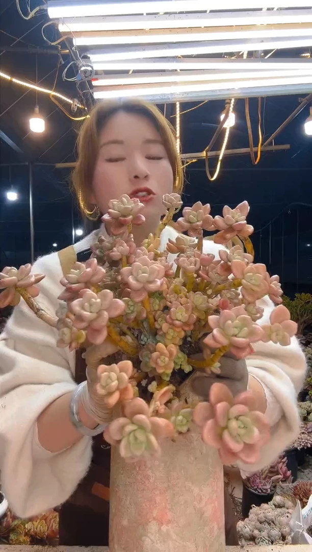 【闪购商品】大棚精控红洛神脱土包邮