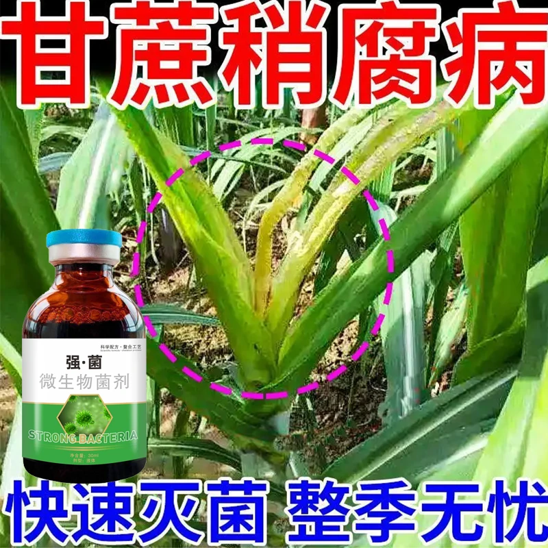 甘蔗病全治稍腐病专用剂甘蔗锈病叶斑病黑穗赤腐病黄叶黄化病