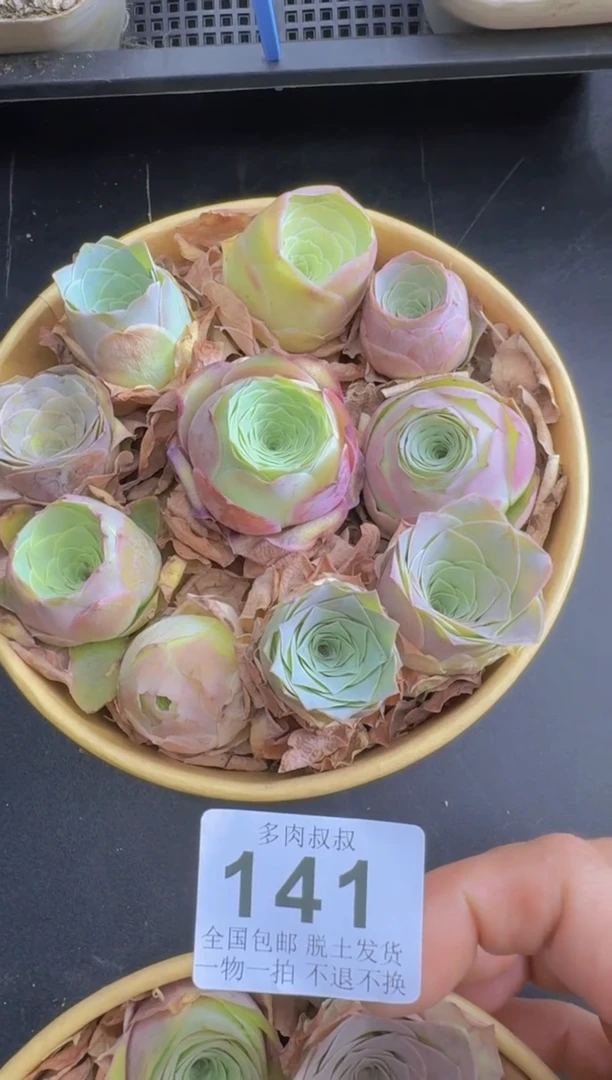 多肉叔叔山地玫瑰--141