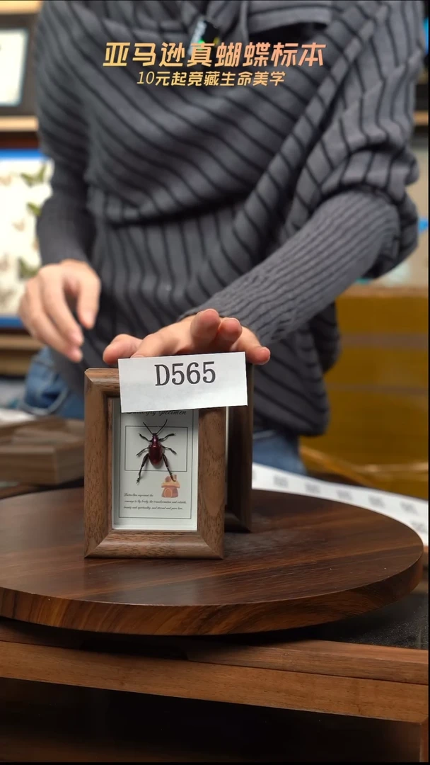 冰箱贴标本摆件d565