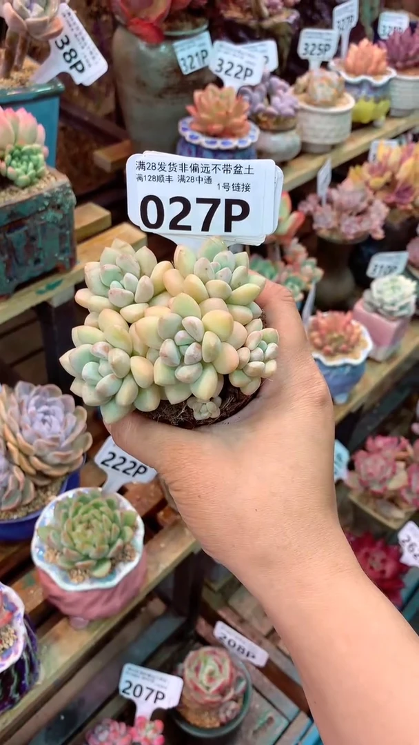 027P（一物一拍实付满28发货，默认不带盆土）