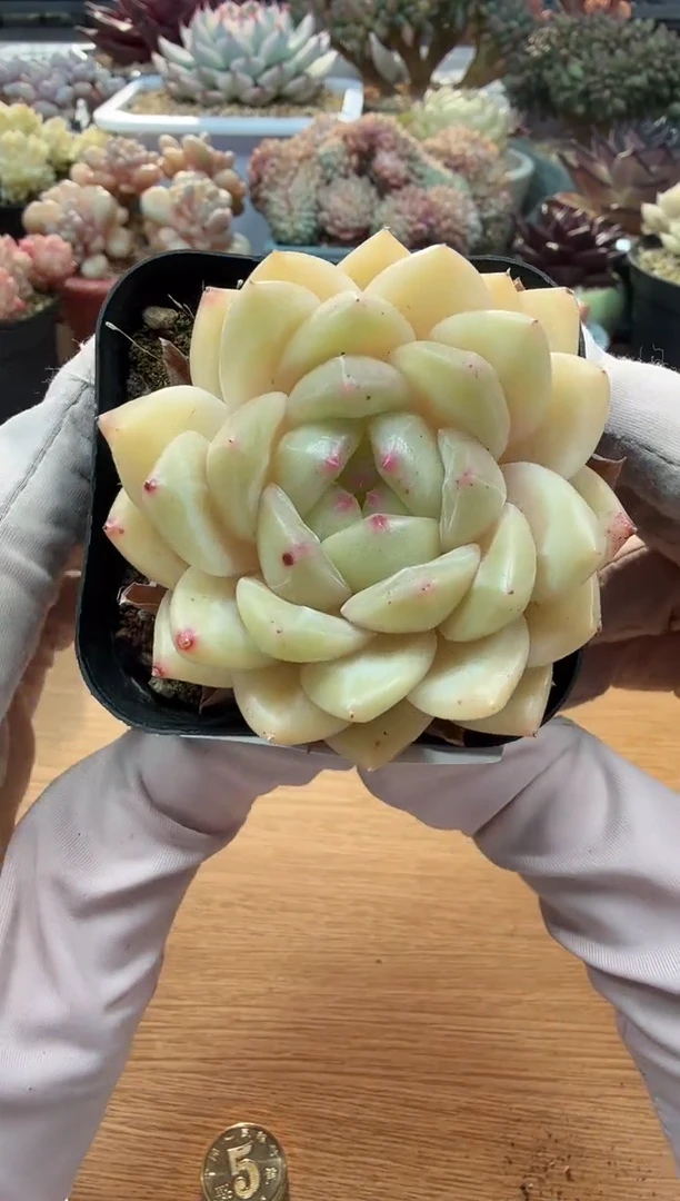 东云多肉园二店-17