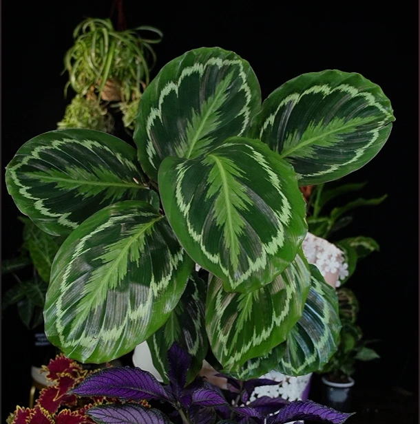 彩虹竹芋盆栽耐阴植绒叶片耐看高级净化空气 ins风百搭