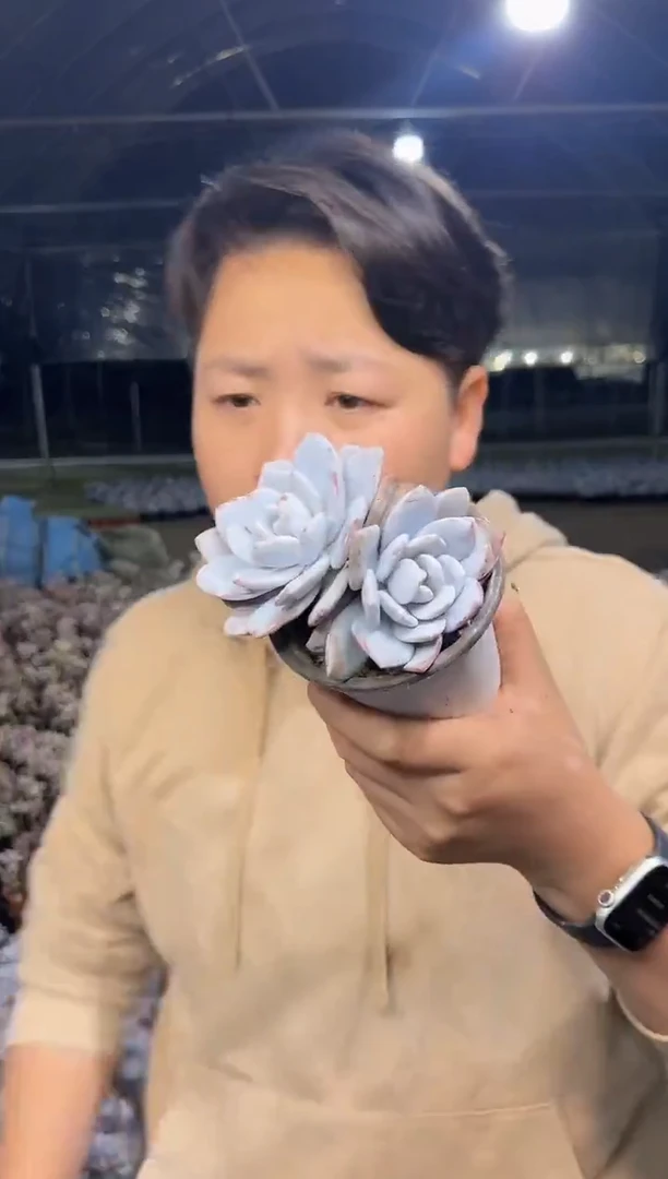 双头起雪莲4.99