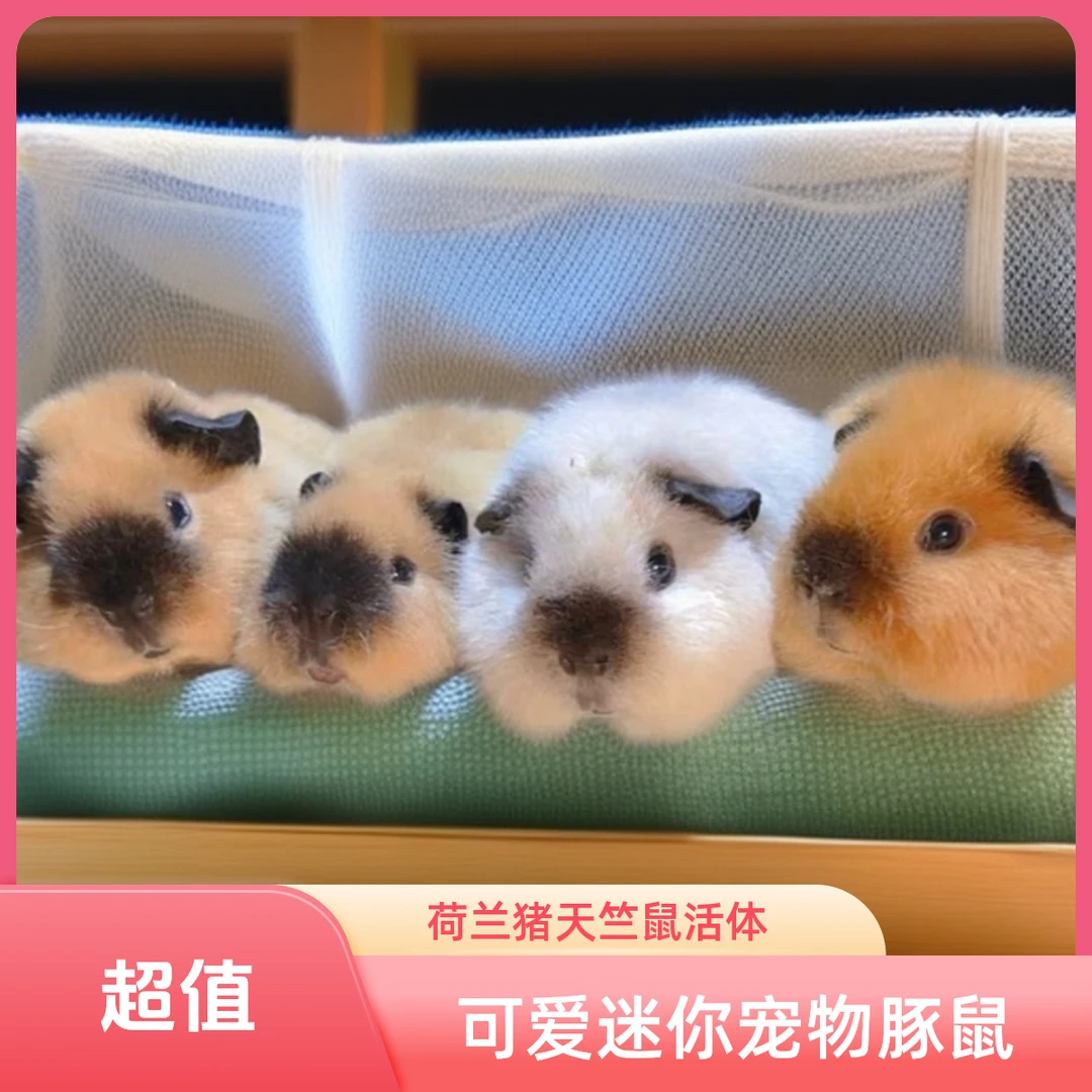 宠物豚鼠家庭饲养直播间挑选通用链接