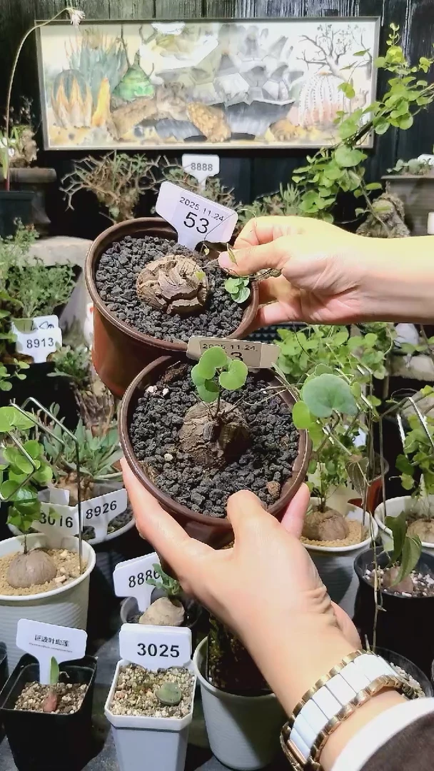 53号1124福利南非龟甲龙买一送一