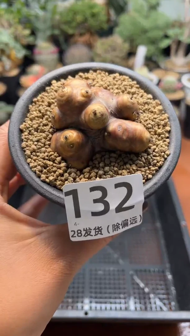 炸***纸小胖子专拍产地大号格加厚敦菊带盆