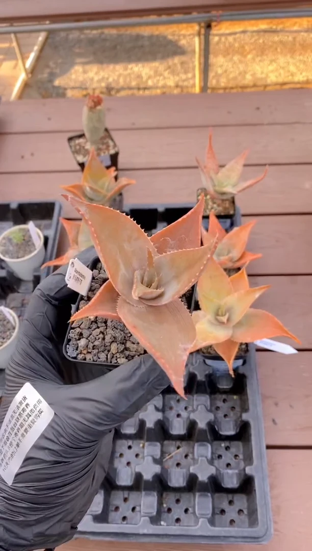 【闪购商品】伊玛洛特脱土FB-90