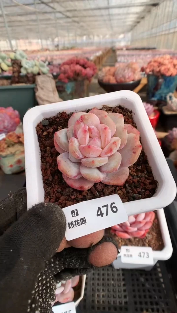 【闪购商品】476星影石化一物一拍