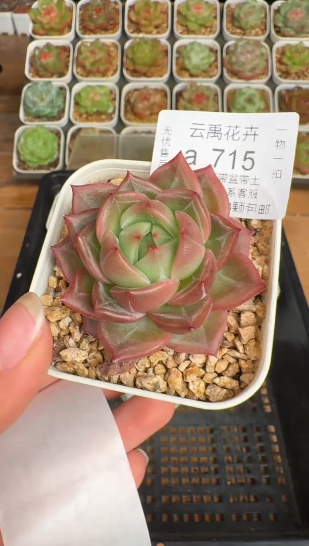 715a珍妮多肉(6.5cm杯）一物一拍 带盆土发