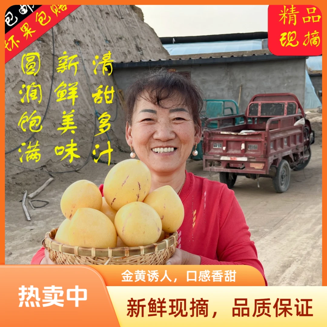 【9斤大果】民勤沙漠人参果生态种植清甜多汁亲手栽培访友佳品