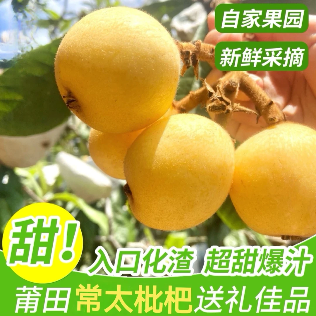 【金品白梨 果王品质】白梨枇杷肉厚多汁新鲜采摘当季水果顺丰包邮