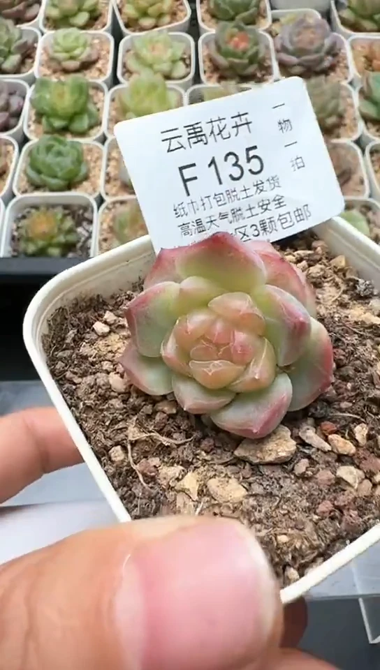 135F云禹多肉植物 默认脱土纸巾打包 3颗包邮