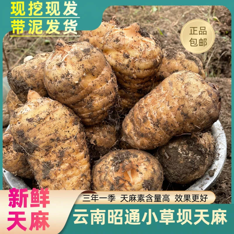 云南昭通小草坝新鲜天麻产地现挖正品直发煲汤1斤5斤包邮
