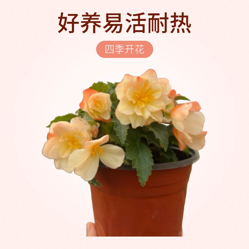 景观海棠盆栽室内四季开花好养易活耐热花期长