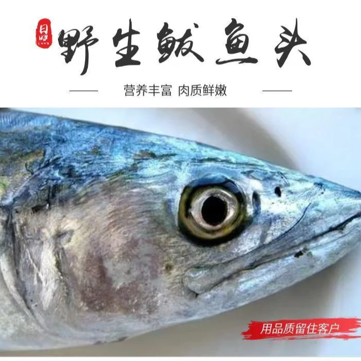 大鲅鱼头新鲜速冻冷冻可做水饺馅深海野生海捕顺丰