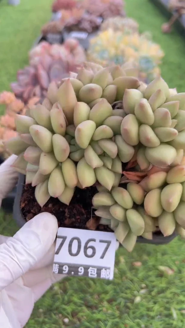 【闪购商品】信福多肉一物一拍